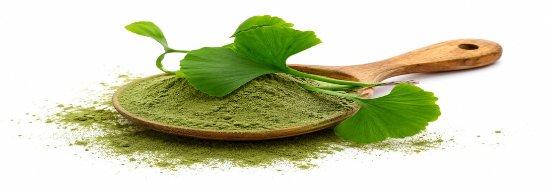 Polvo de Ginkgo Biloba