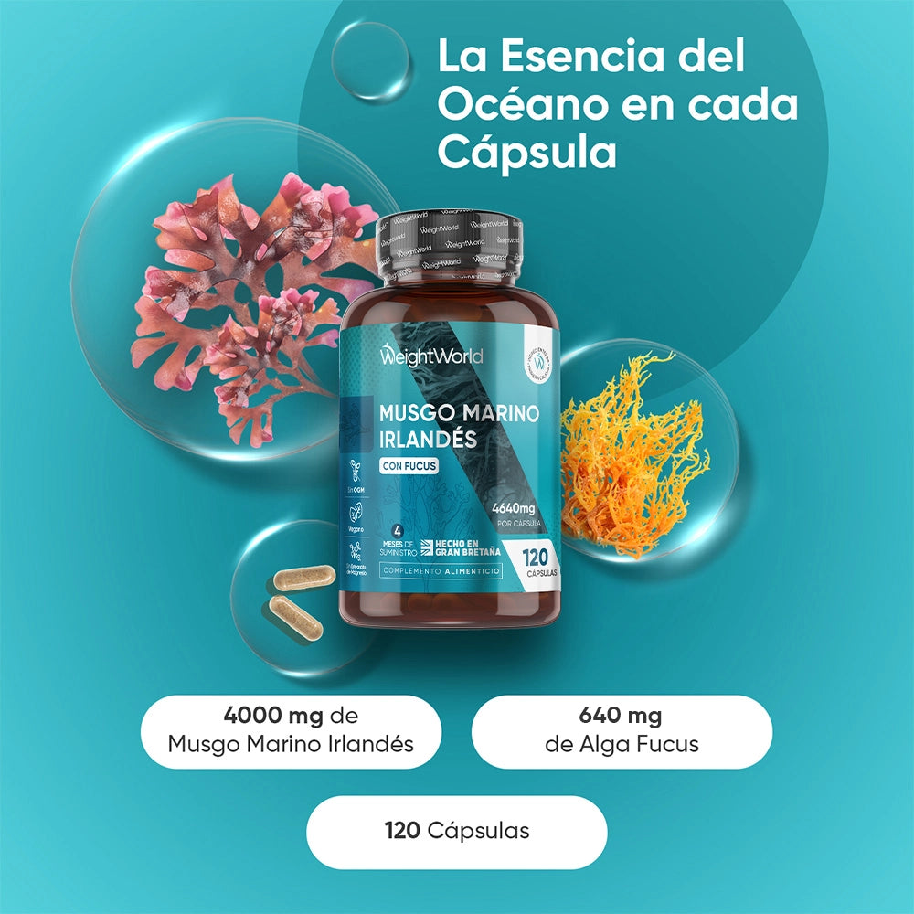 Musgo Marino con alga fucus