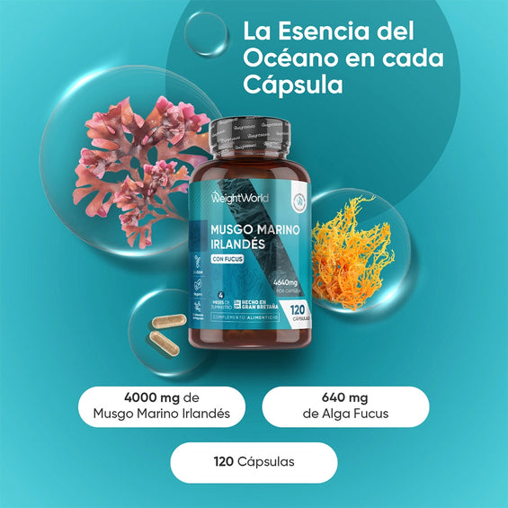 Musgo Marino con alga fucus